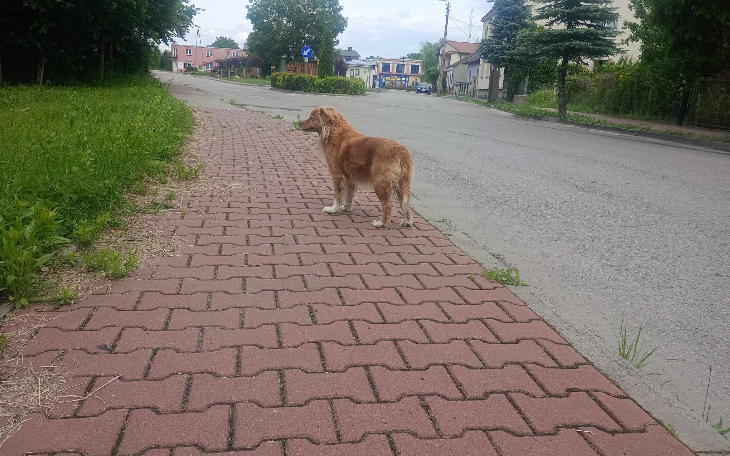 
        Pies stojący na chodniku, patrzący w stronę ulicy.
    
