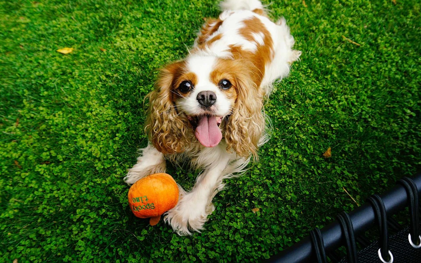 
        Pies rasy Cavalier King Charles Spaniel z piłką.
    