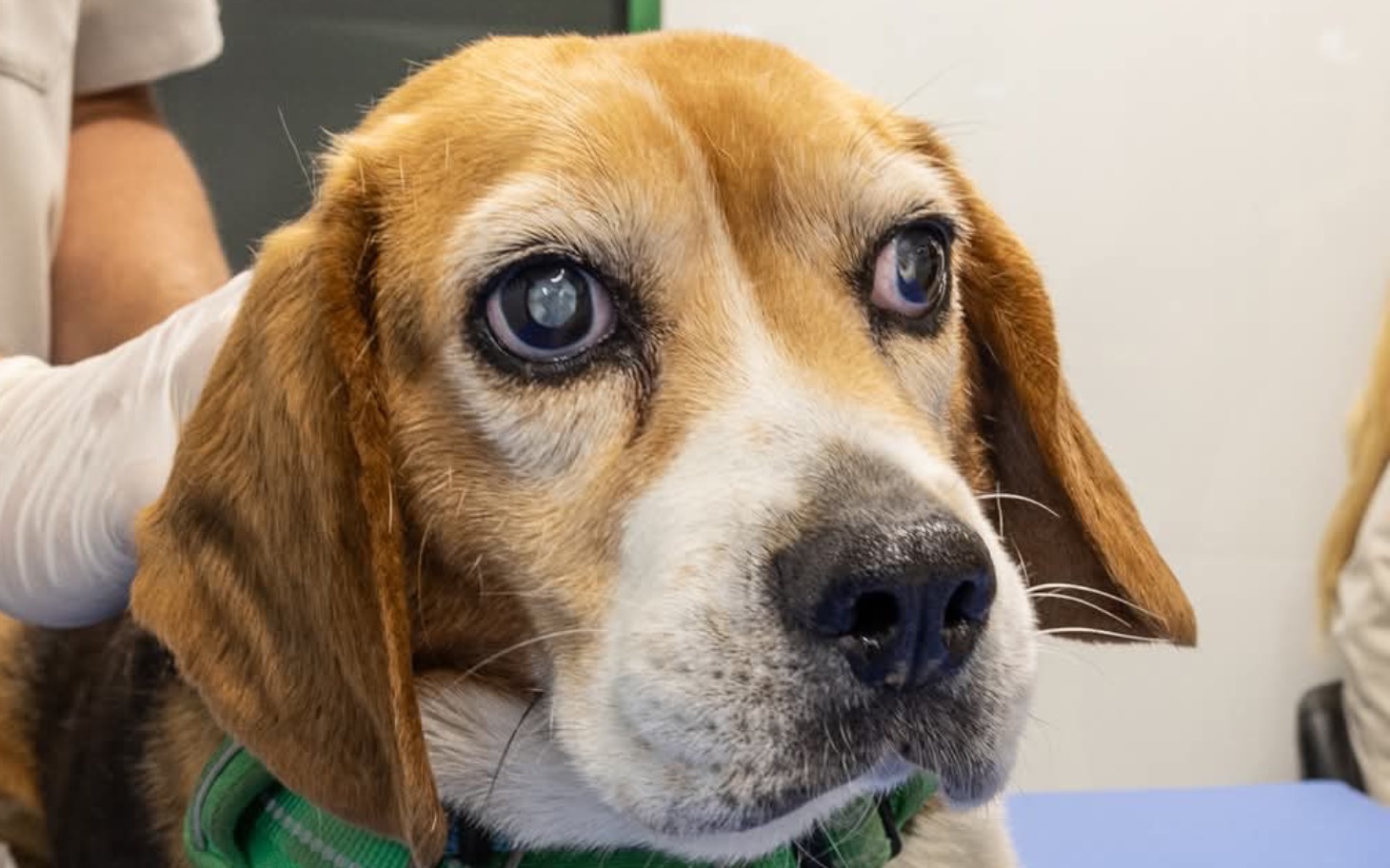 
        Beagle w klinice weterynaryjnej, z troskliwym spojrzeniem.
    