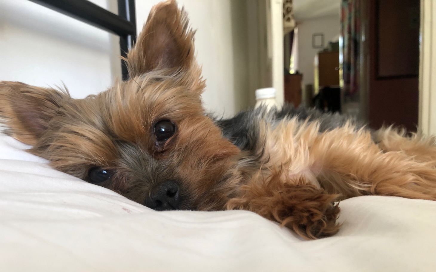 
        Yorkshire terrier leżący na łóżku, patrzący w obiektyw.
    