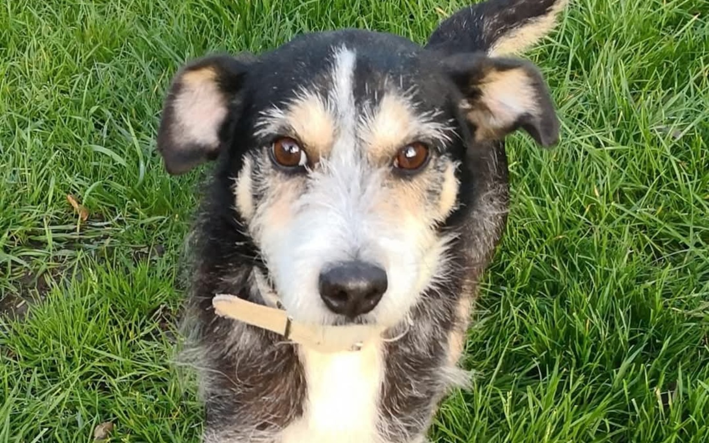 
        Pies z bliska, na zielonej trawie, z ciekawym spojrzeniem.
    