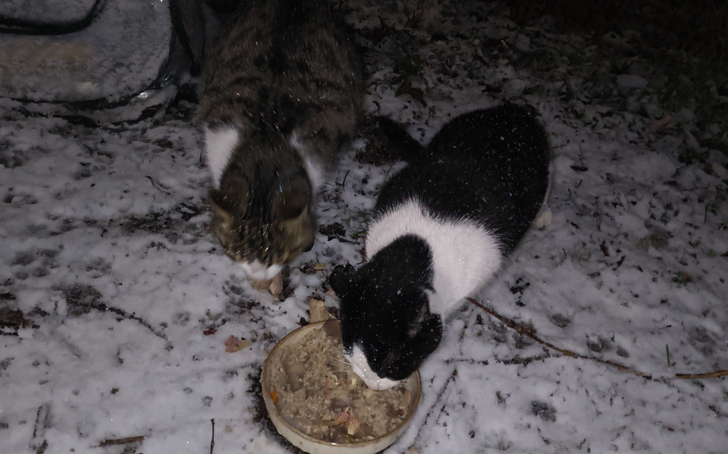 
        Dwa koty jedzące z miski na śniegu.
    