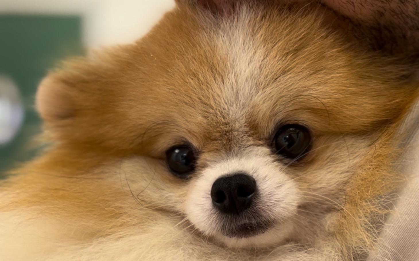 
        Pies rasy pomeranian, trzymany w ramionach.
    