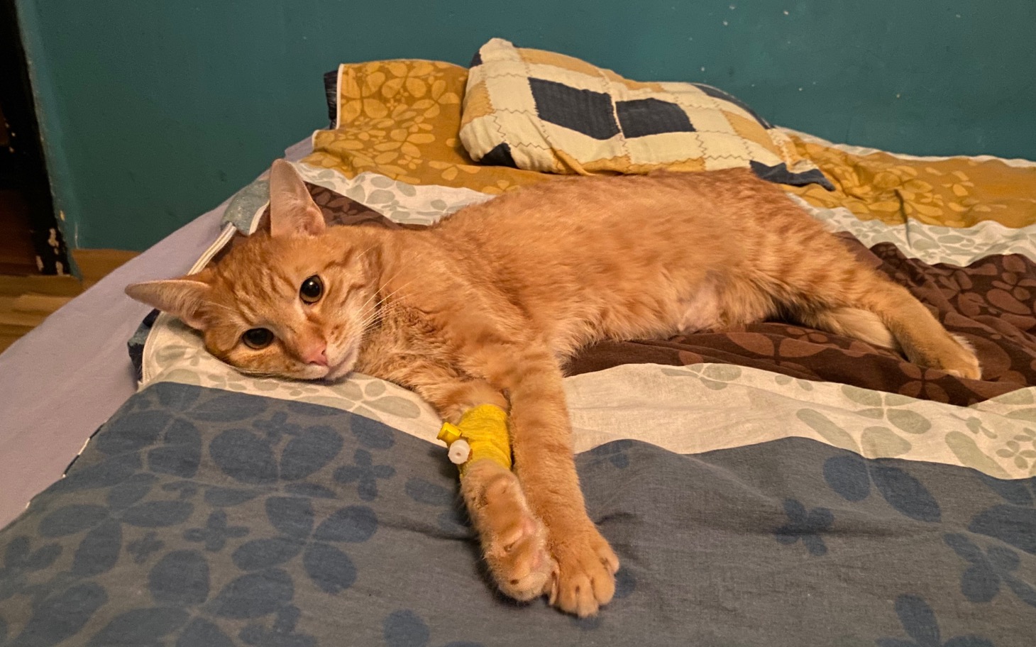 
        Rudy kot leżący na łóżku, z opatrunkiem na łapie.
    