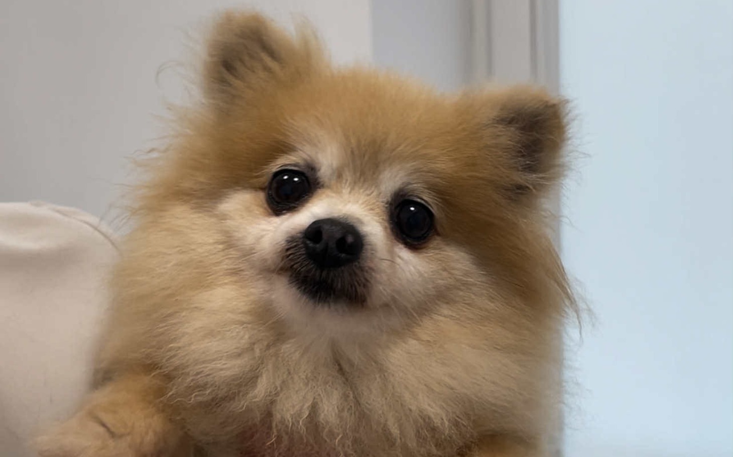 
        Pies rasy pomeranian z uroczym wyrazem twarzy.
    