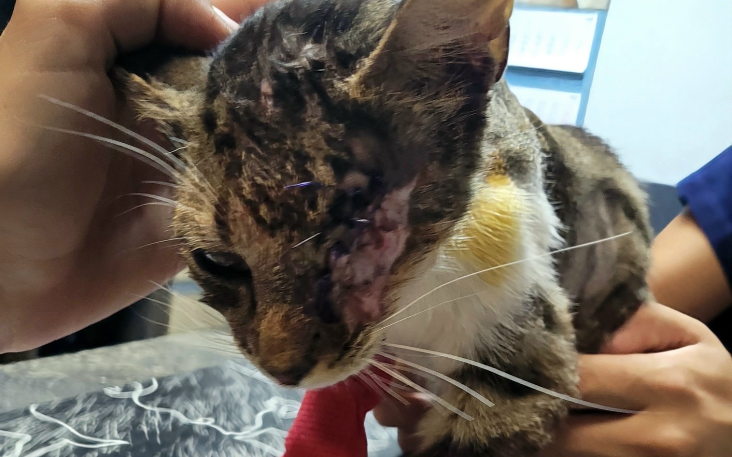 
        Kot z raną na głowie, trzymany przez osobę.
    