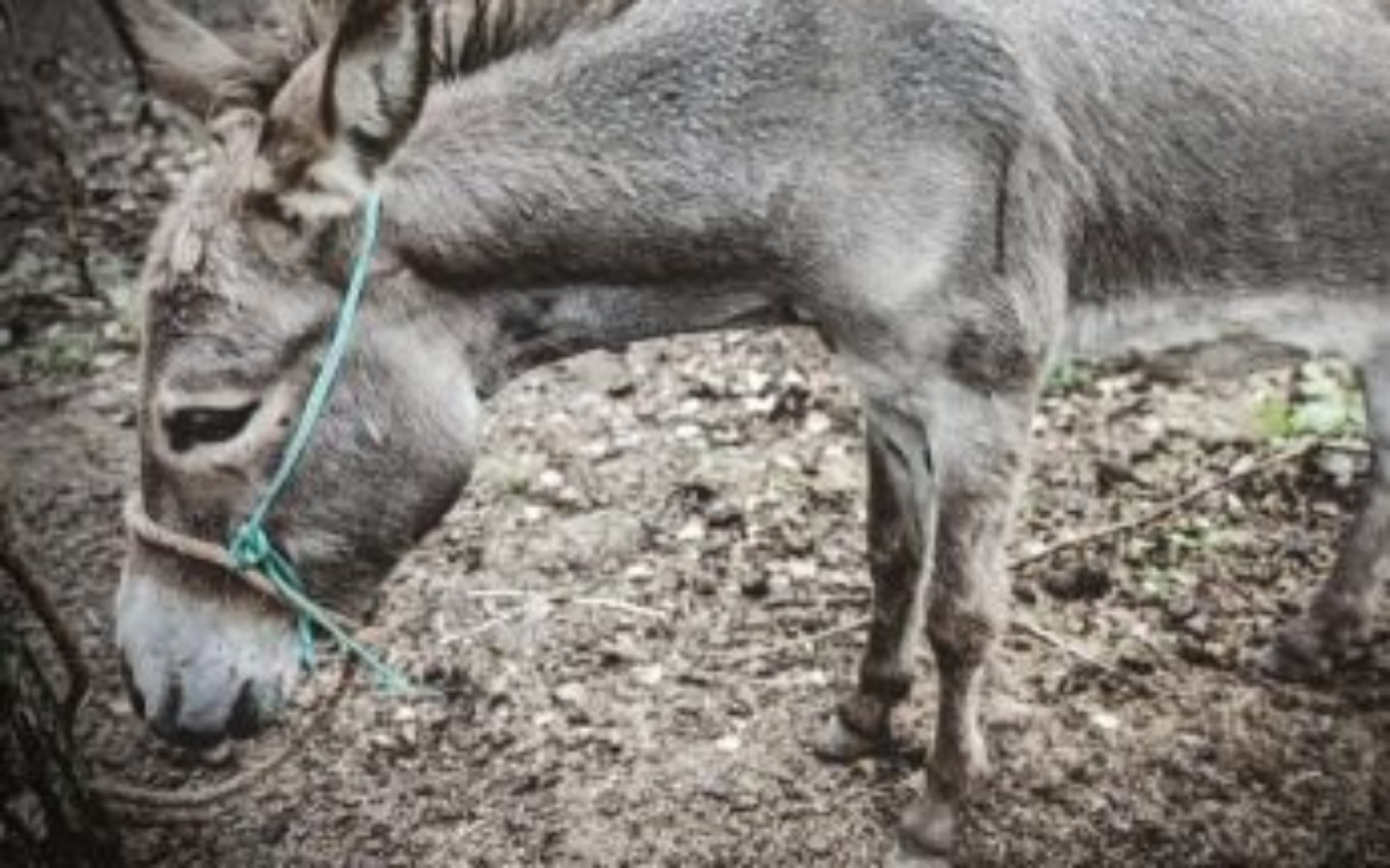 
        Osiołek stojący w lesie, z zieloną linką.
    
