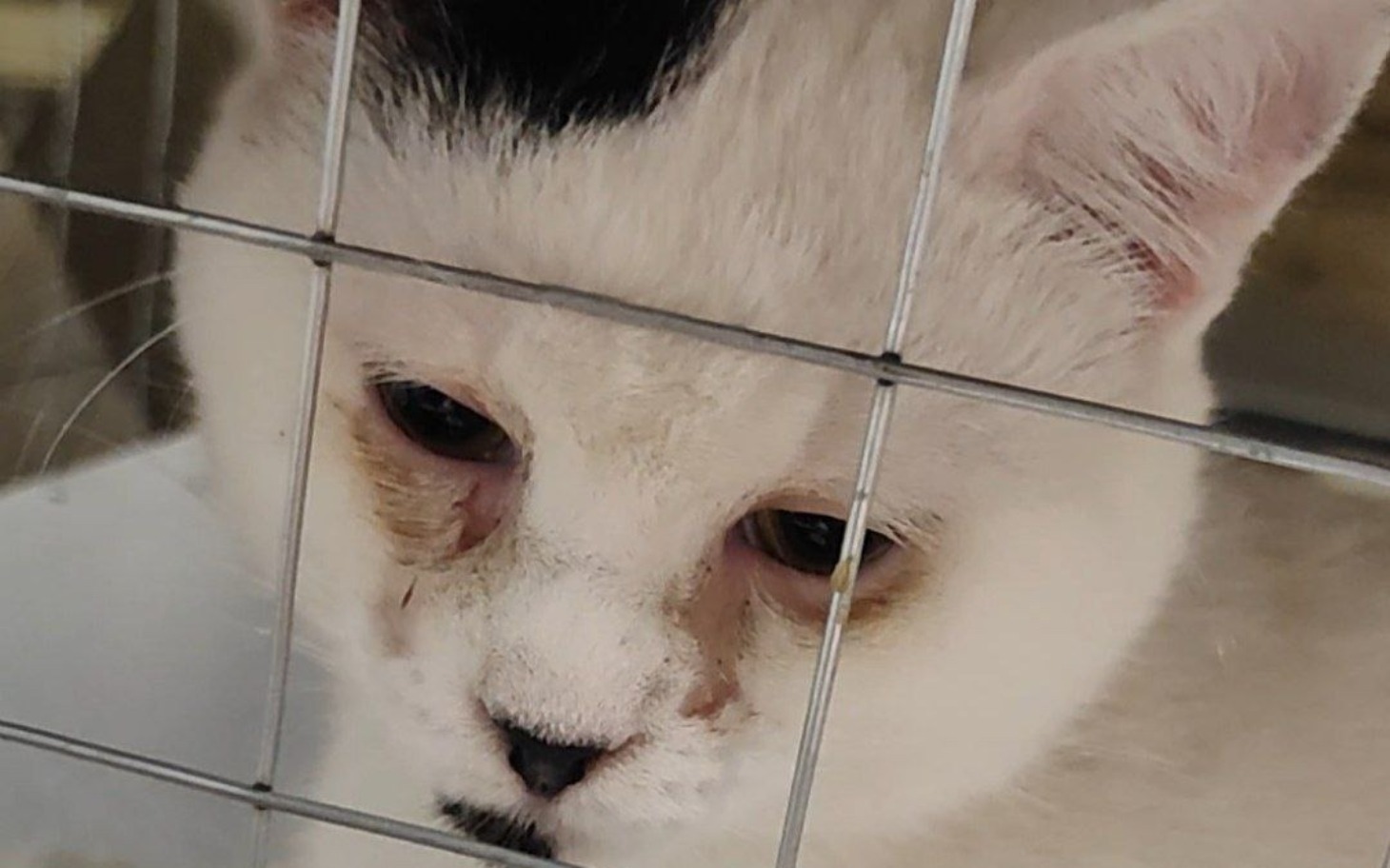 
        Biały kot z czarną łatą, patrzący przez kratki.
    