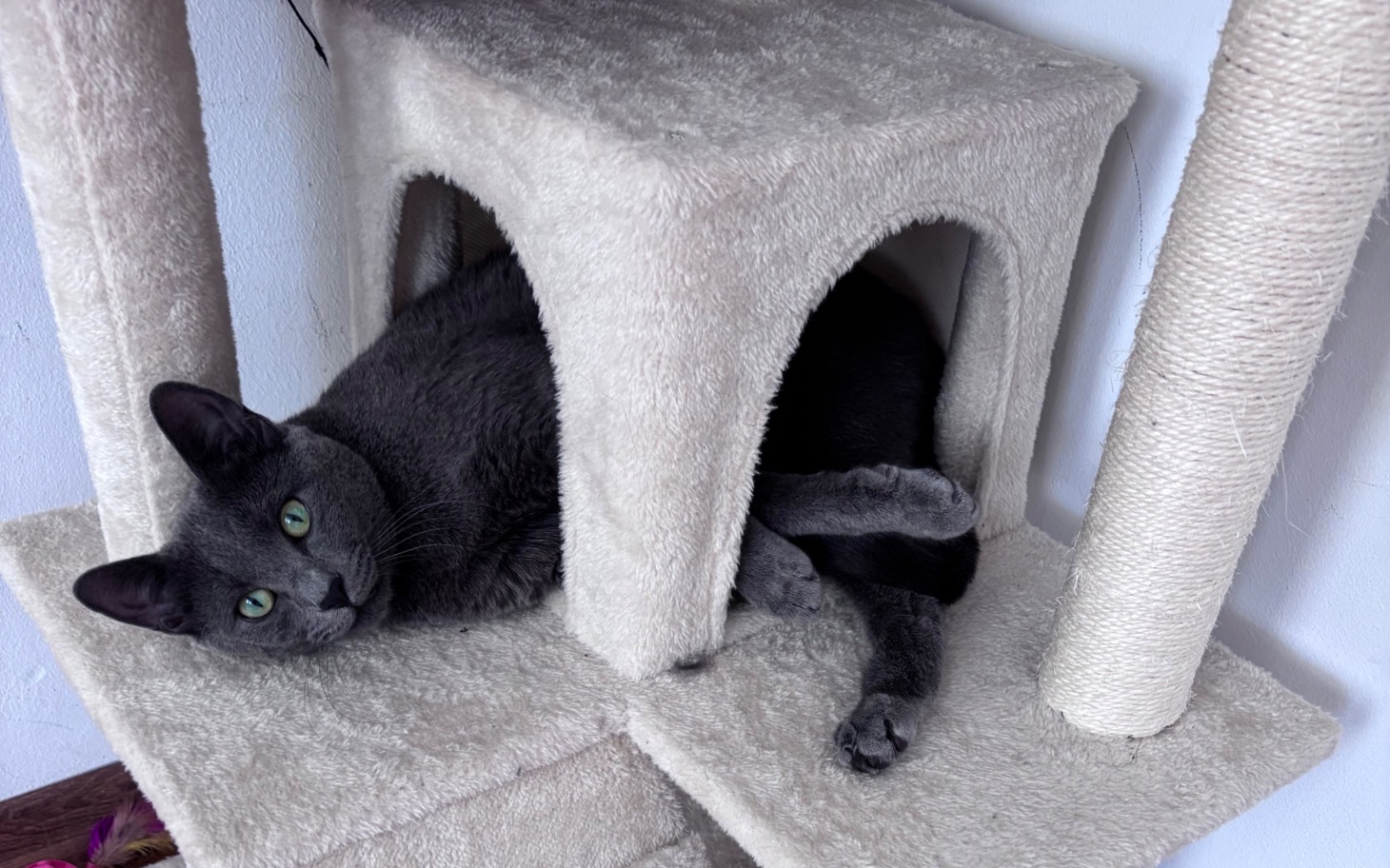 
        Kot relaksujący się w kocim domku.
    