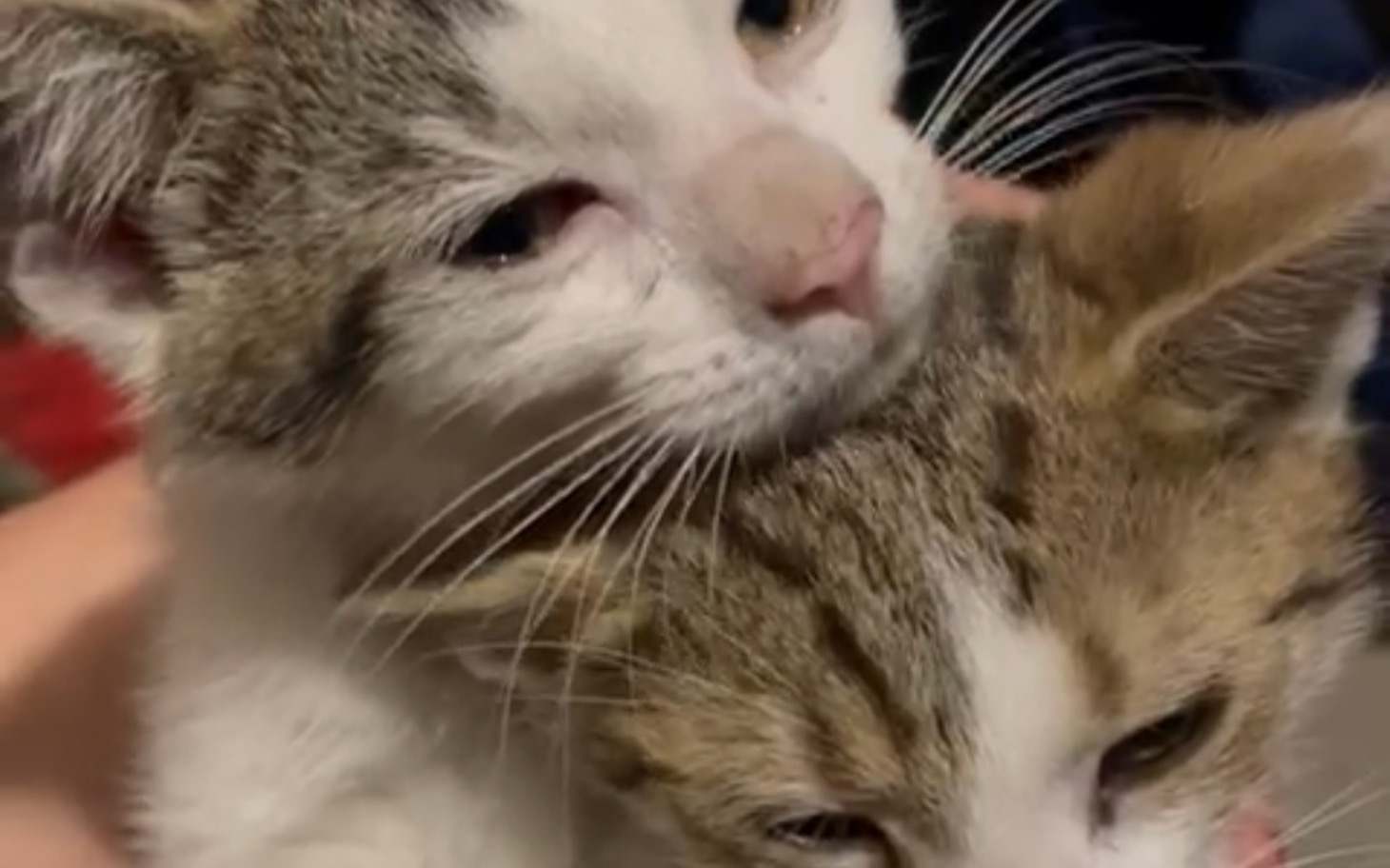 
        Dwa małe kociaki przytulone do siebie, wyglądają na szczęśliwe.
    