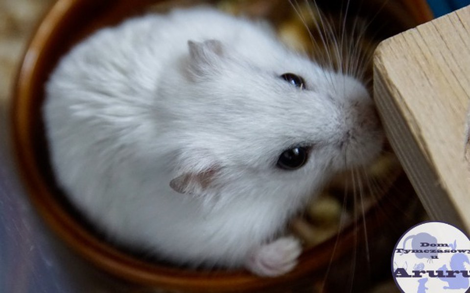 
        Zbiórka Linn - chomik z trzema łapkami - zdjęcie główne
    