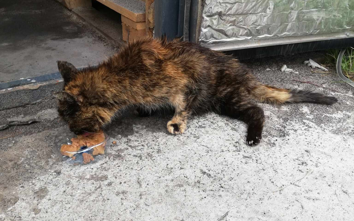 
        Kot jedzący coś na ulicy, w brudnym otoczeniu.
    
