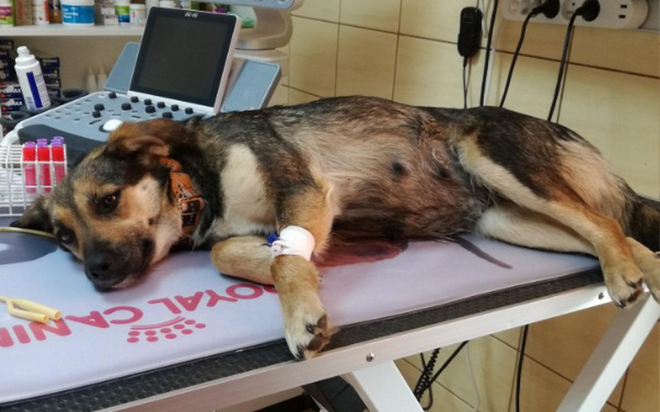 
        Zbiórka Wyleczmy zapalenie jelit u Gapy! - zdjęcie główne
    