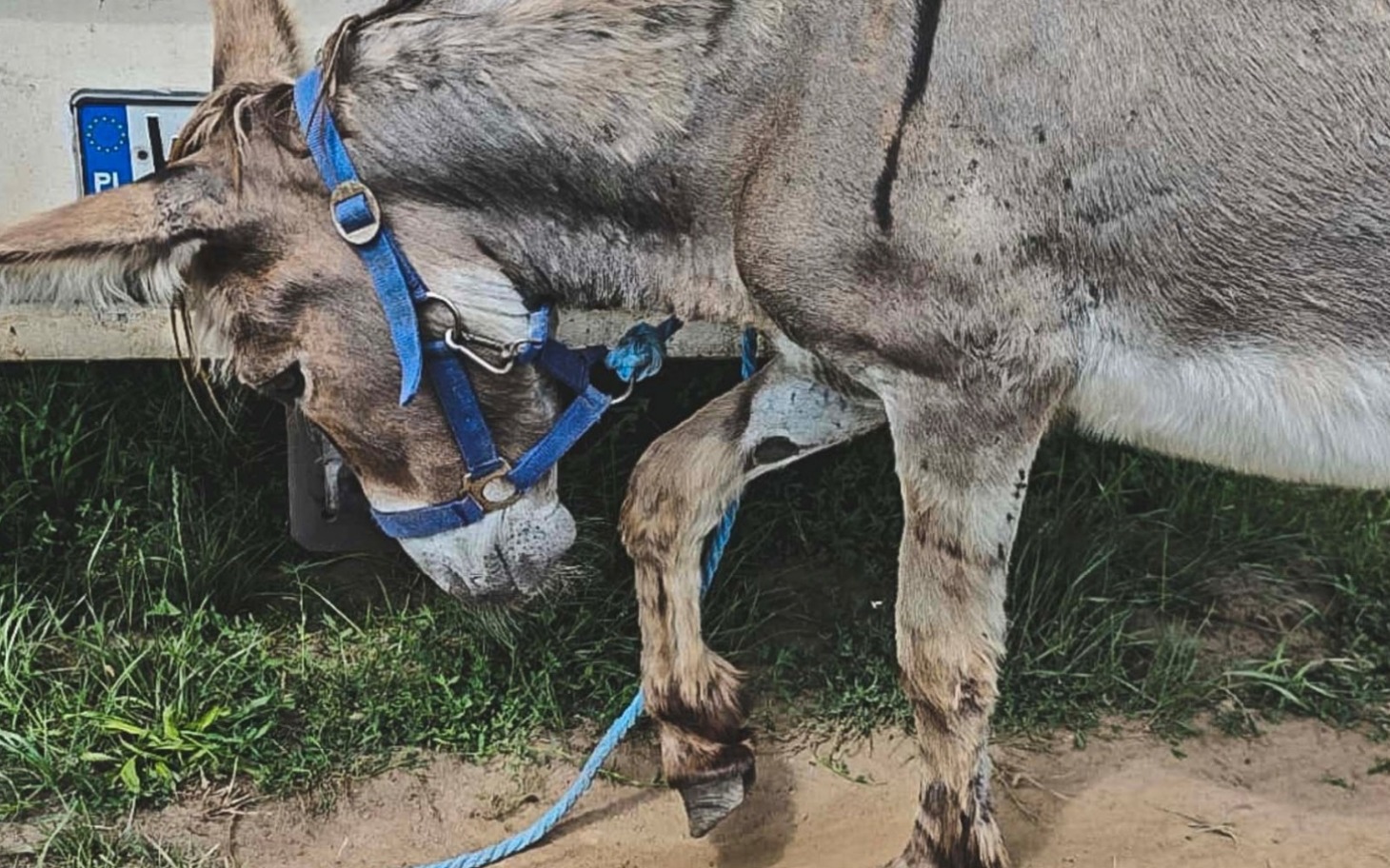 
        Osiołek z niebieską uprzężą, stojący na trawie.
    