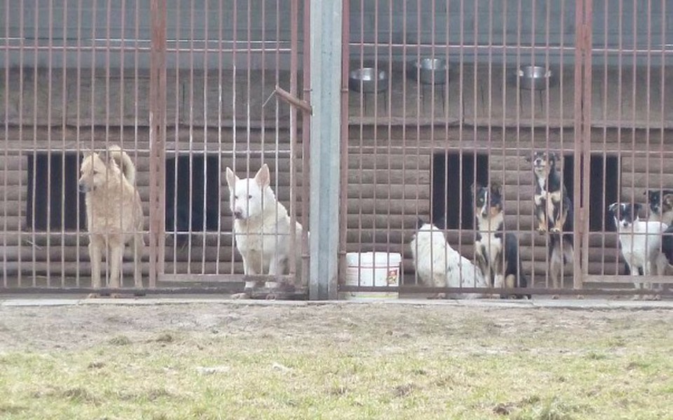 
        Zbiórka Dla podopiecznych schroniska - zdjęcie główne
    