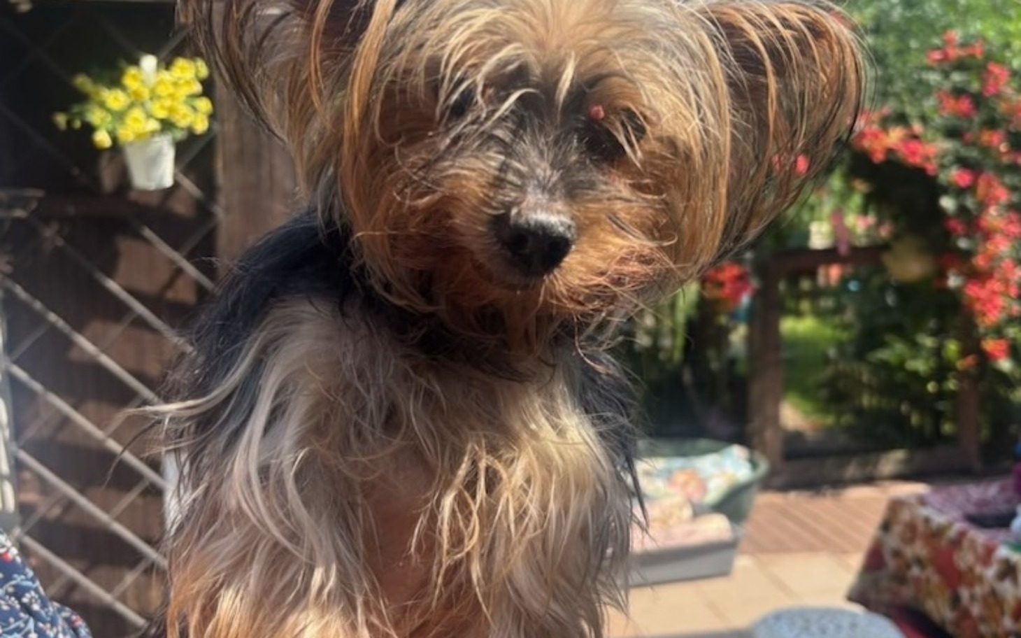 
        Mały piesek rasy Yorkshire Terrier w promieniach słońca.
    