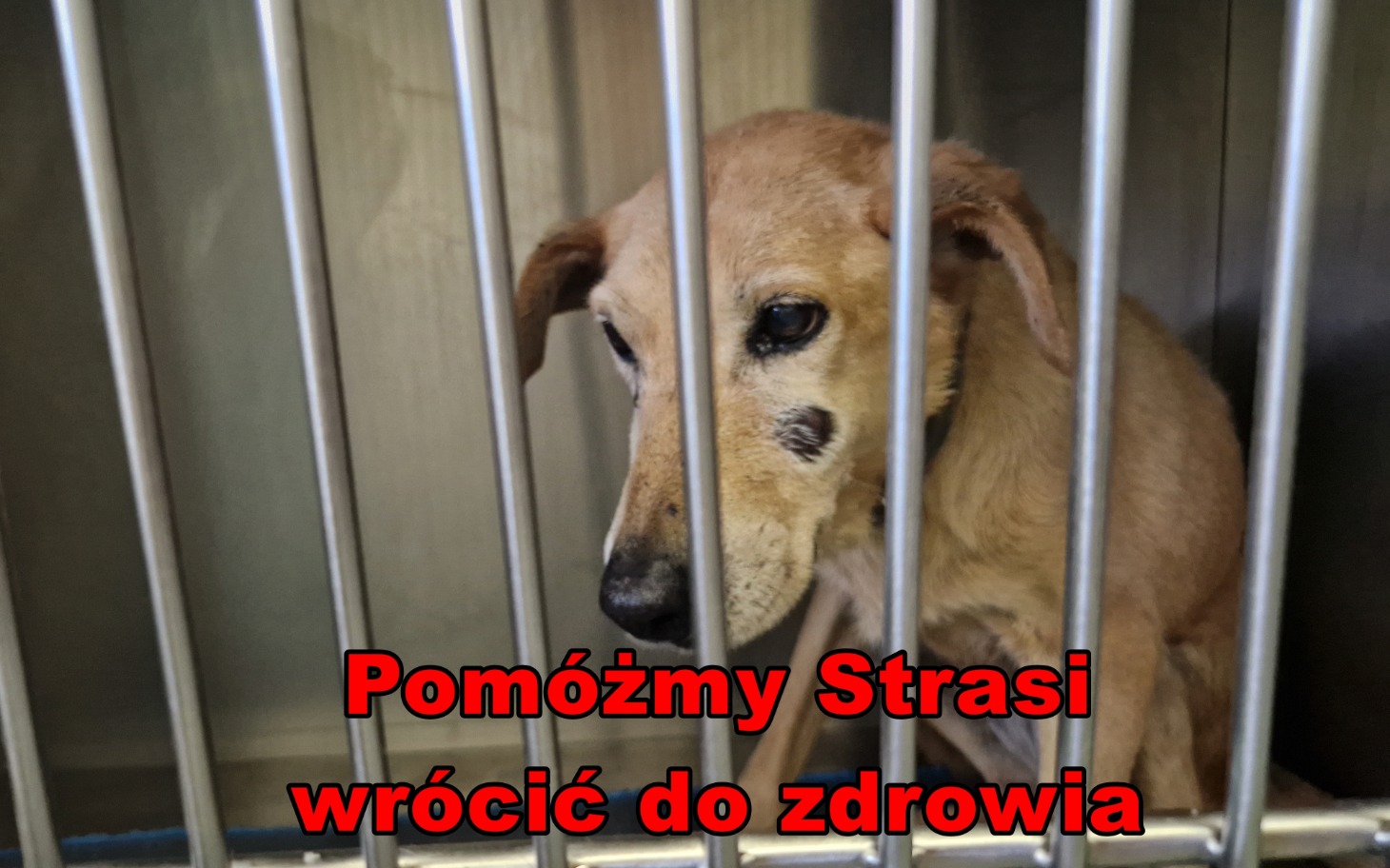
        Pies w klatce, z napisem o potrzebie pomocy.
    