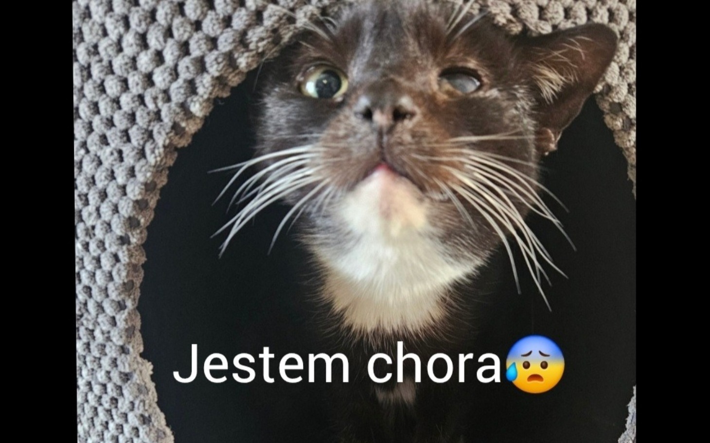 
        Kot z jednym okiem wygląda na smutnego.
    