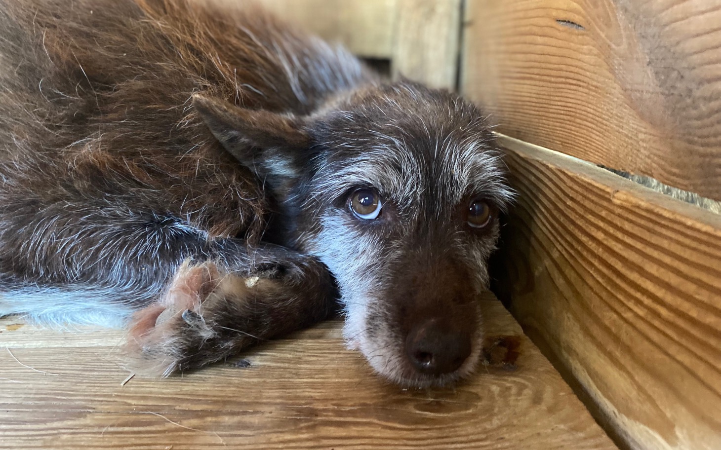 Pies leżący na drewnianej podłodze, z dużymi oczami.