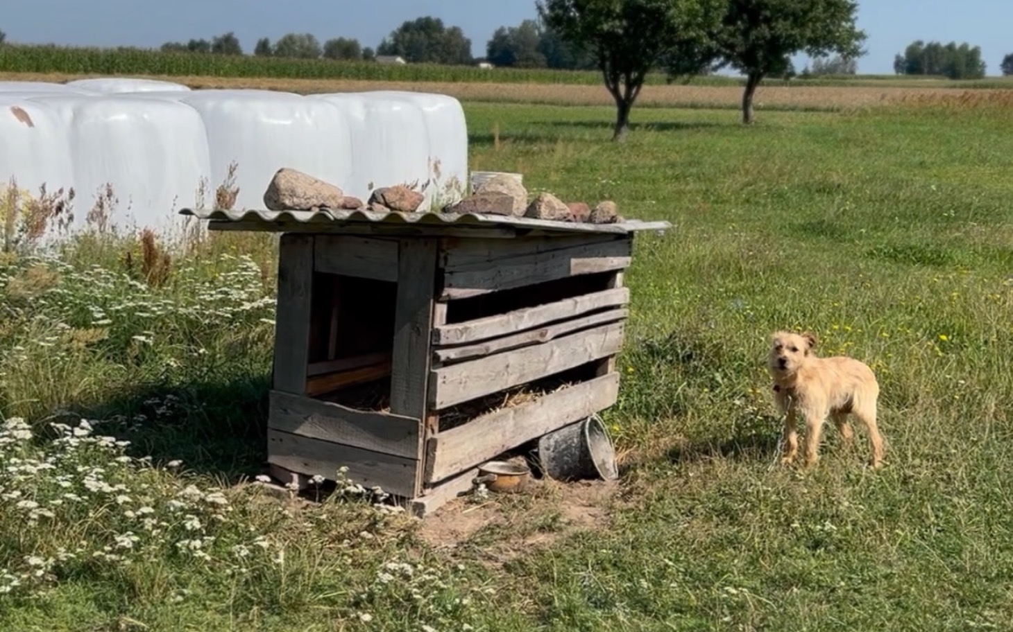 
        Domek dla psa na tle zielonej łąki.
    
