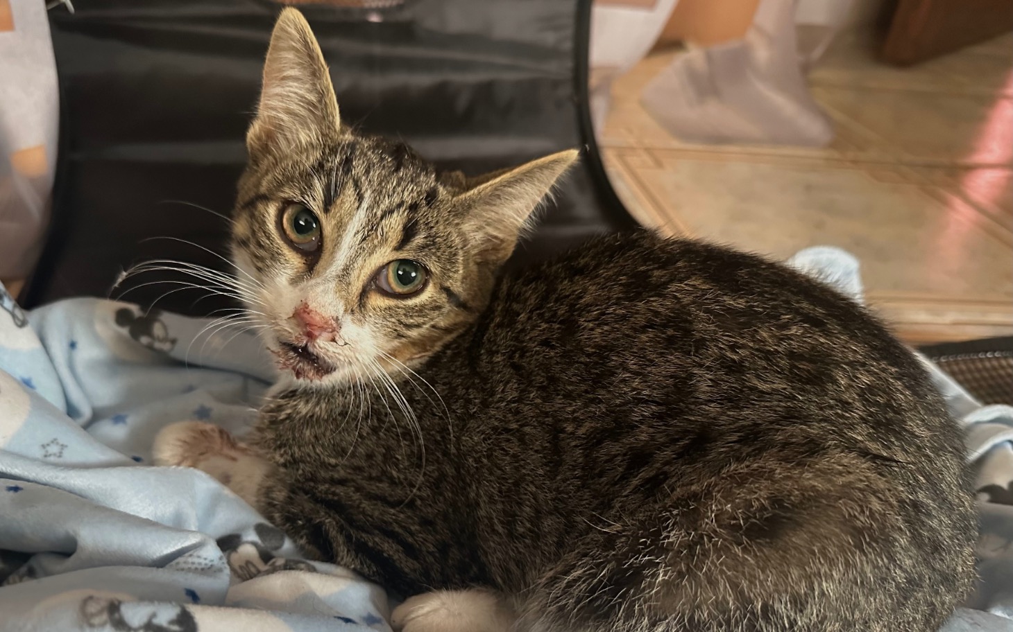 
        Mały kotek leży na kocyku, wygląda na zmartwionego.
    