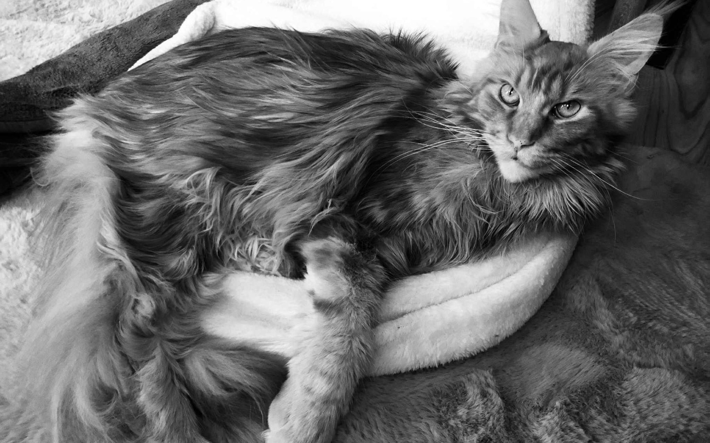 
        Rudy kot leżący w wygodnym miejscu.
    