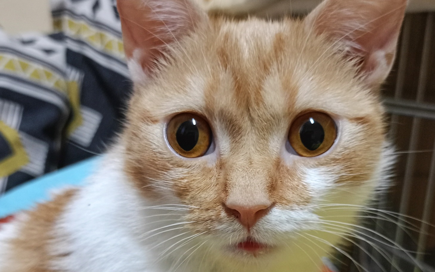 
        Kot o dużych oczach, patrzący w obiektyw.
    