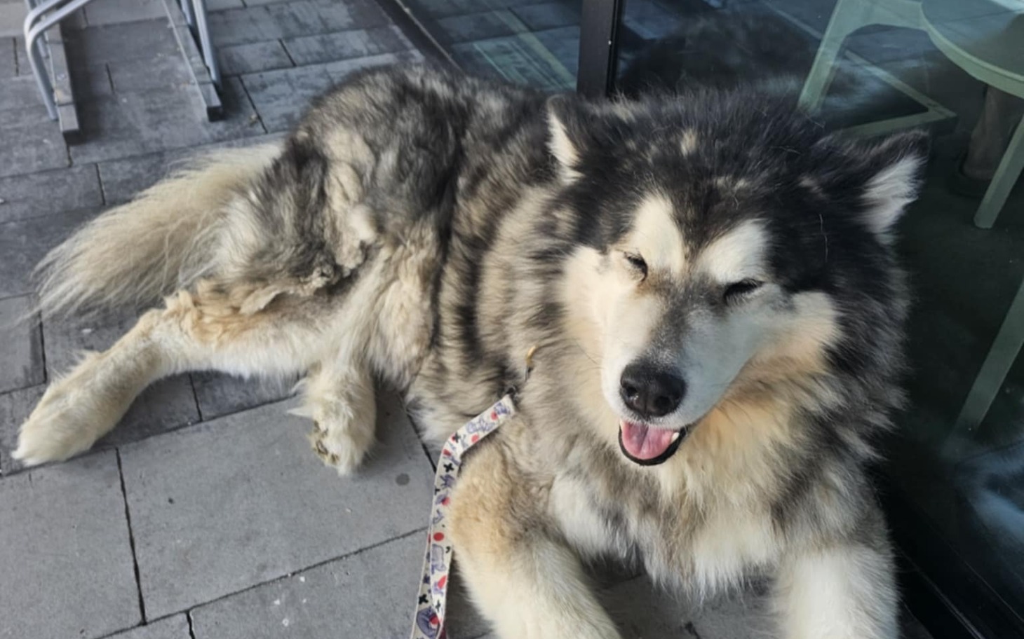 
        Pies rasy Alaskan Malamute leży na chodniku.
    