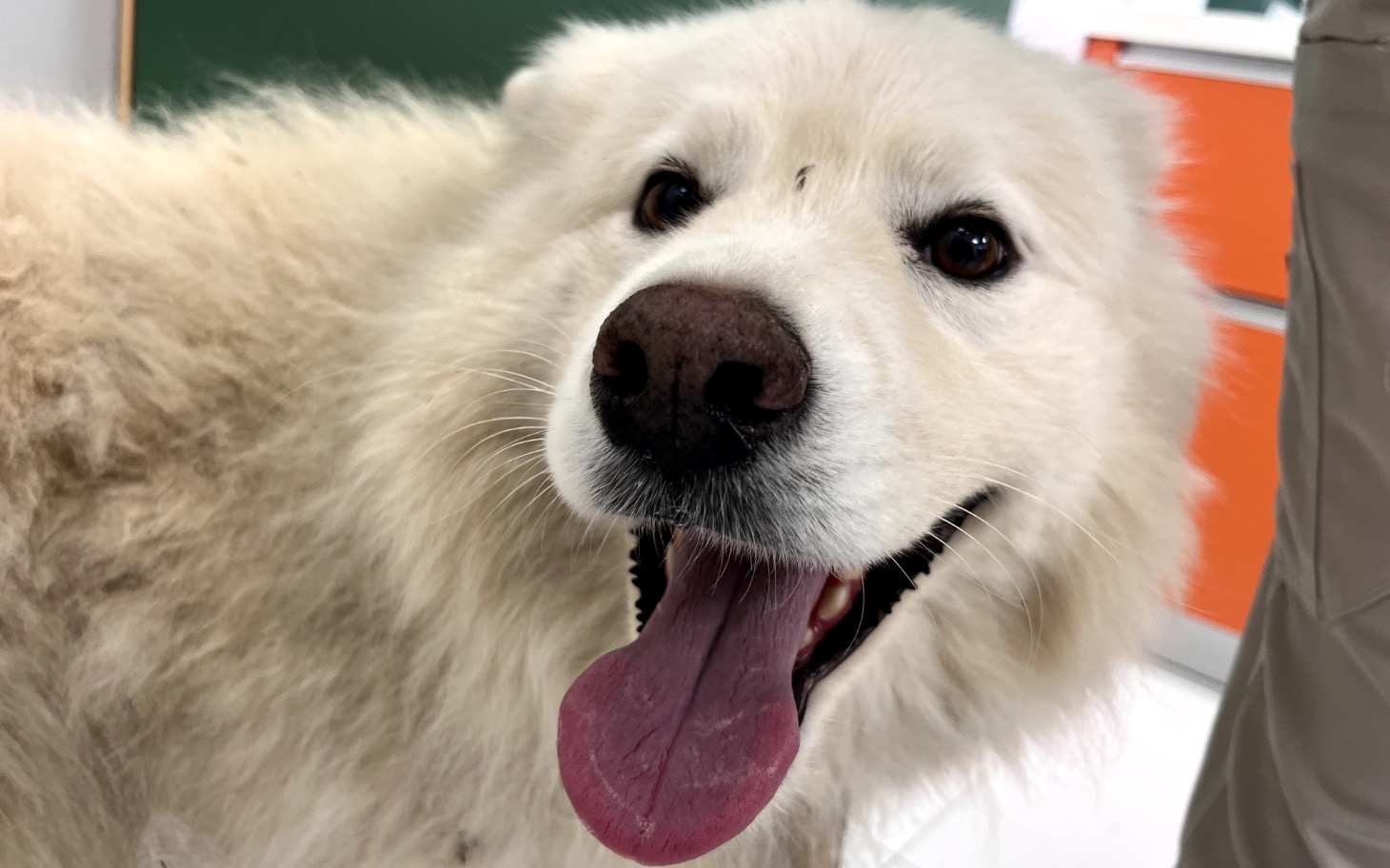 
        Uśmiechnięty pies rasy samojed w przyjaznym otoczeniu.
    