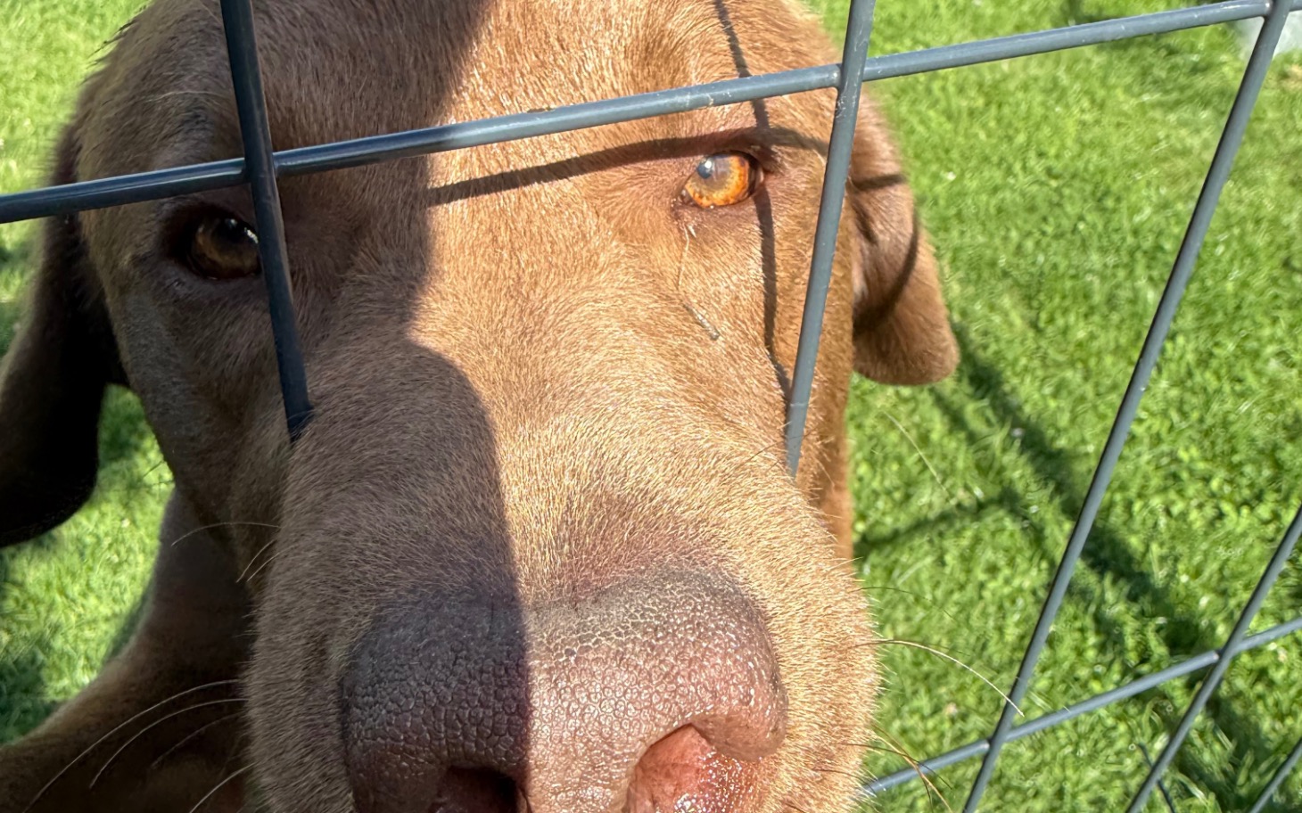 
        Zbliżenie na psa patrzącego przez ogrodzenie.
    