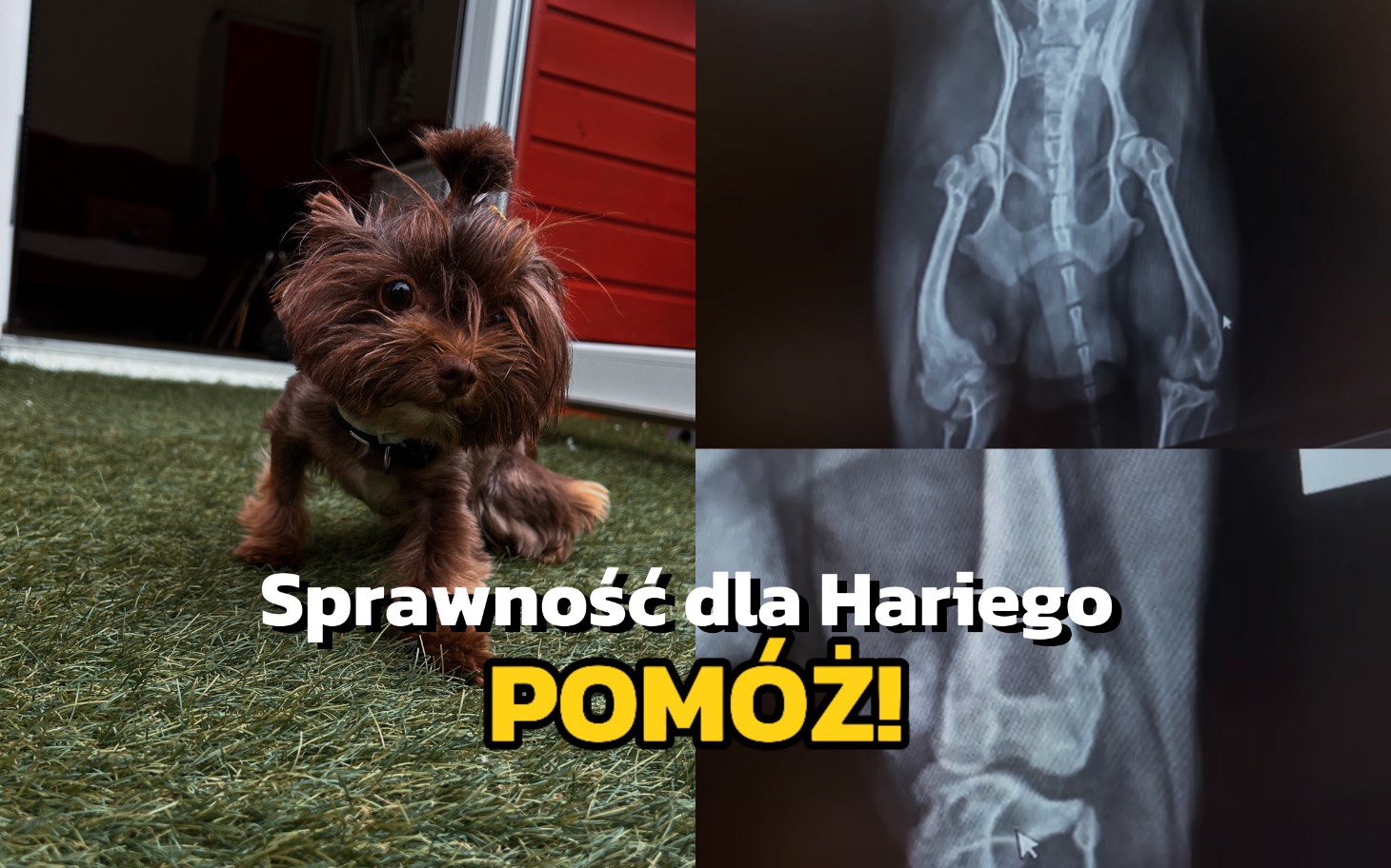 
        Pies Hariego, potrzebujący wsparcia w rehabilitacji.
    