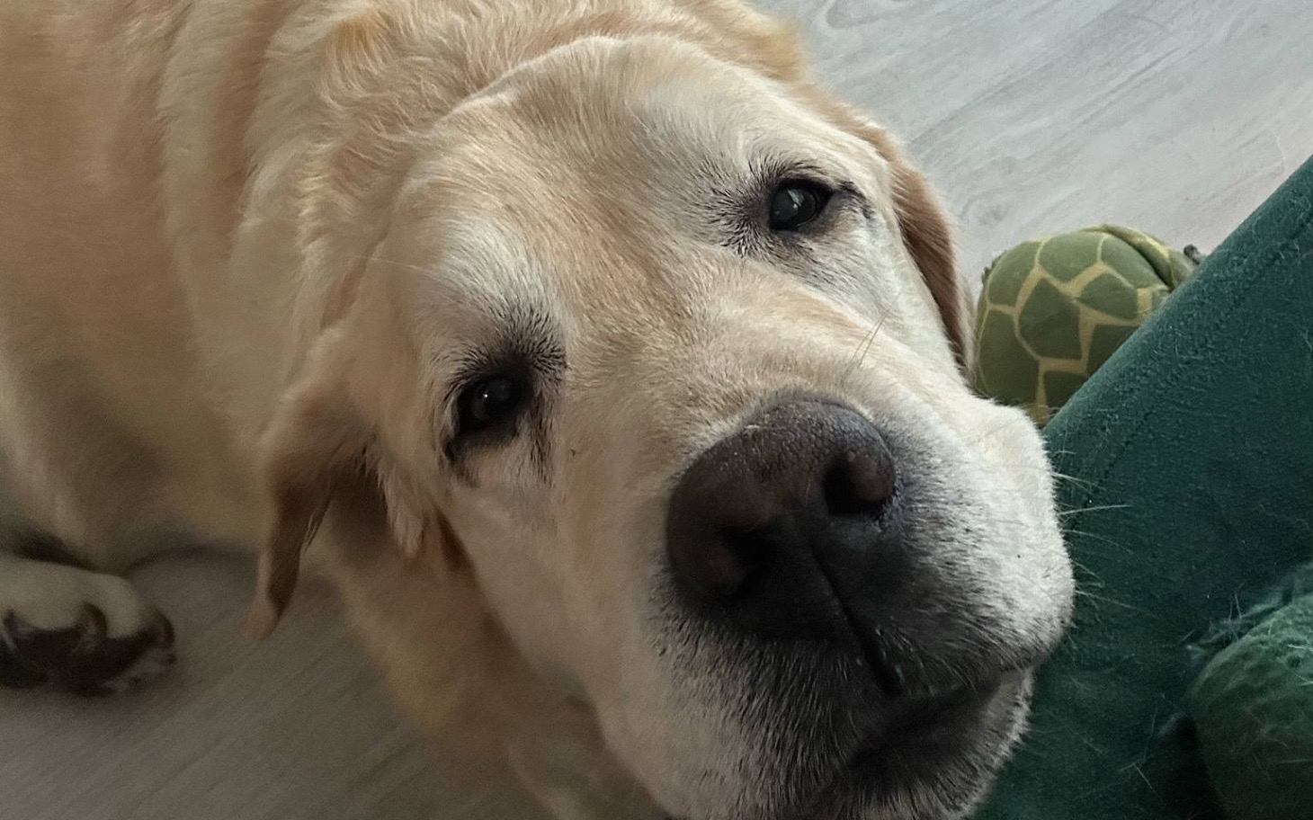 
        Zbliżenie na psa rasy labrador leżącego na podłodze.
    