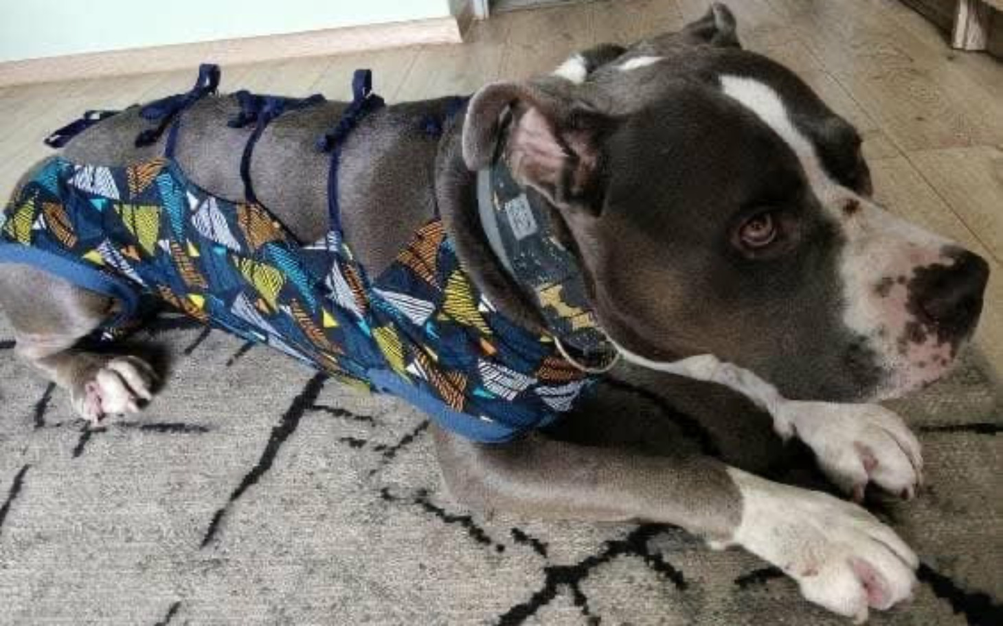 Pies w kolorowym ubraniu leży na podłodze.
