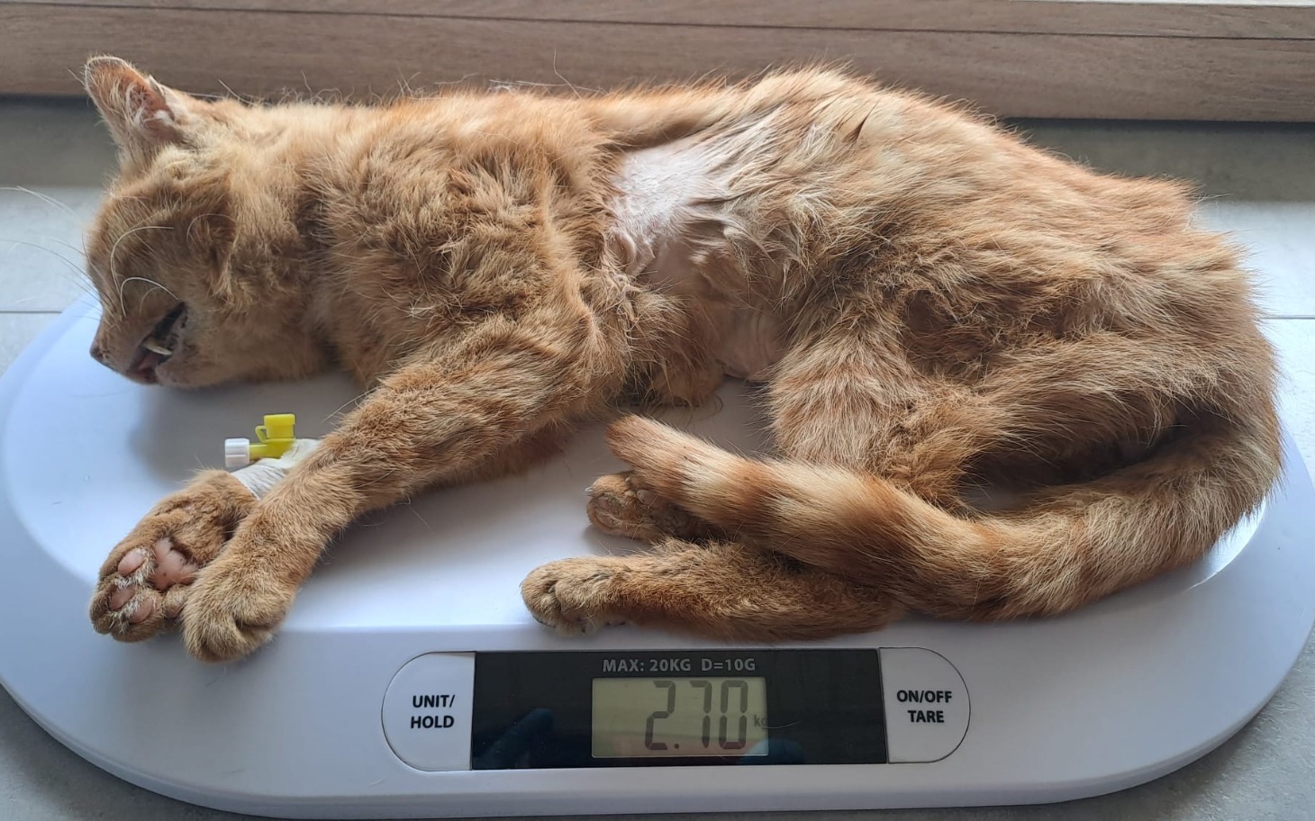 
        Rudy kot leżący na wadze, z widoczną wagą 2,70 kg.
    