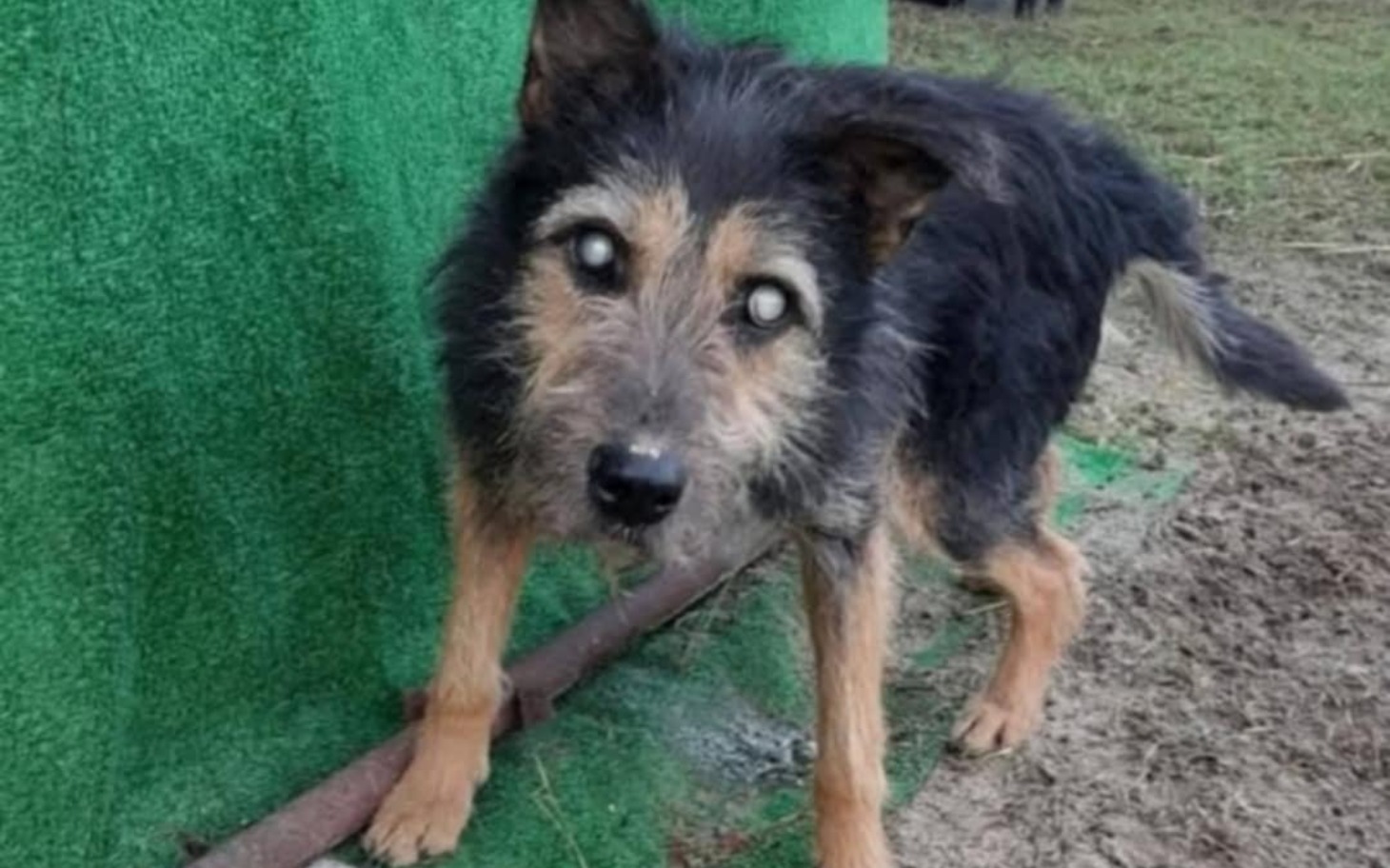 
        Pies z białą sierścią, wyglądający na nieco zdezorientowanego.
    