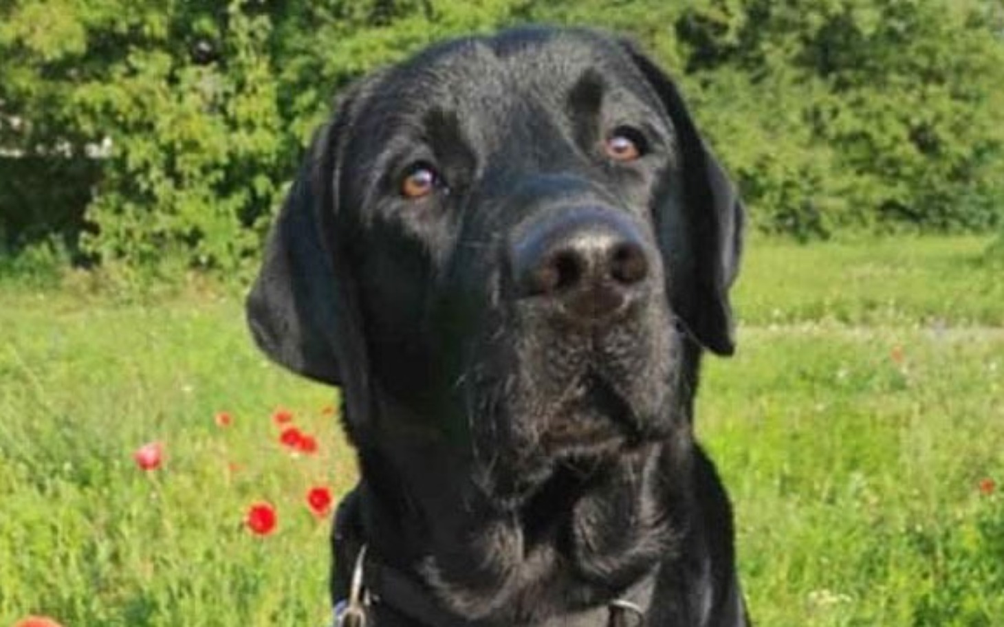 
        Czarny labrador na tle zielonej trawy i kwiatów.
    