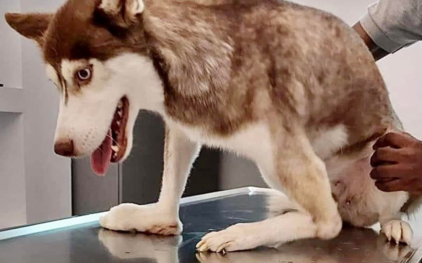 
        Husky siedzący na stole weterynaryjnym, z uśmiechem.
    
