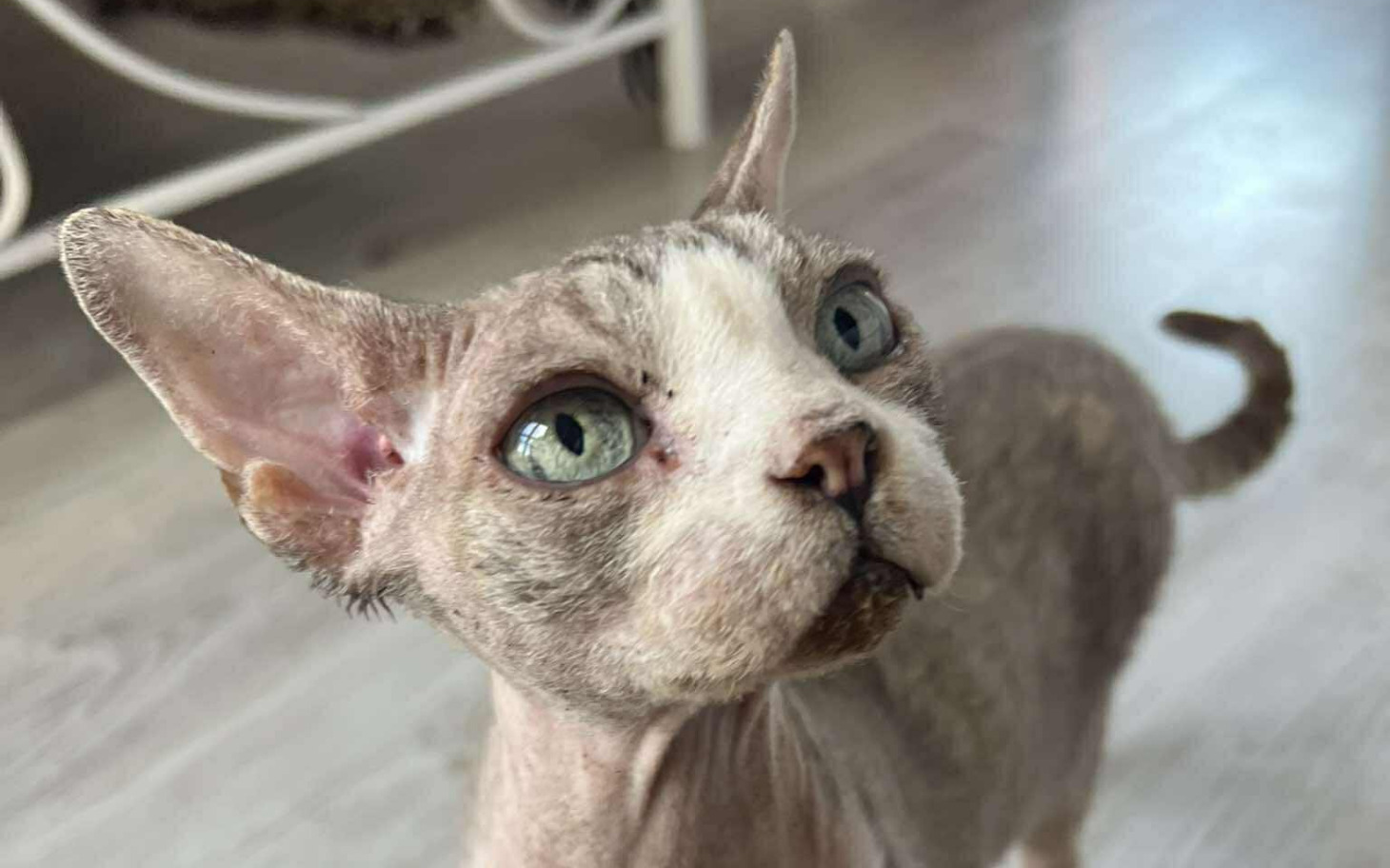 
        Zbliżenie na kota rasy Devon Rex z dużymi oczami.
    
