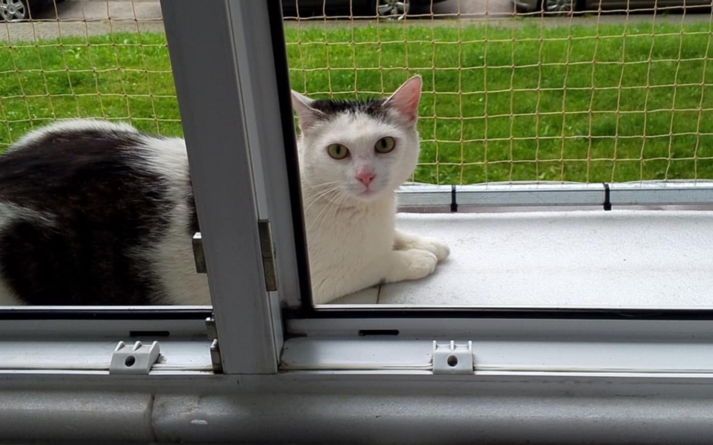 
        Kot leżący na parapecie, patrzący przez okno.
    