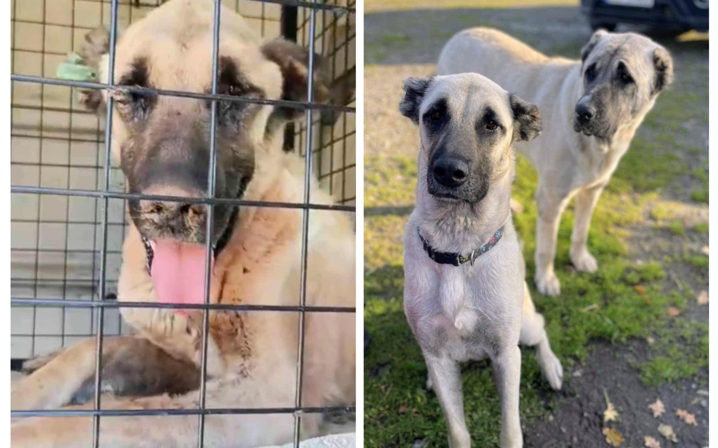 
        Dwa psy w schronisku, jeden w klatce, drugi na zewnątrz.
    