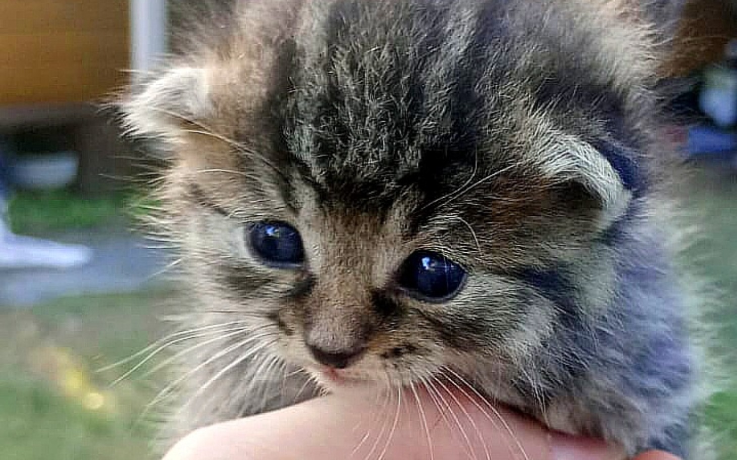 
        Mały kotek trzymany w dłoniach.
    