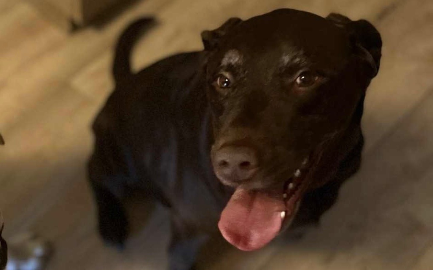 
        Czarny labrador uśmiechający się do kamery.
    
