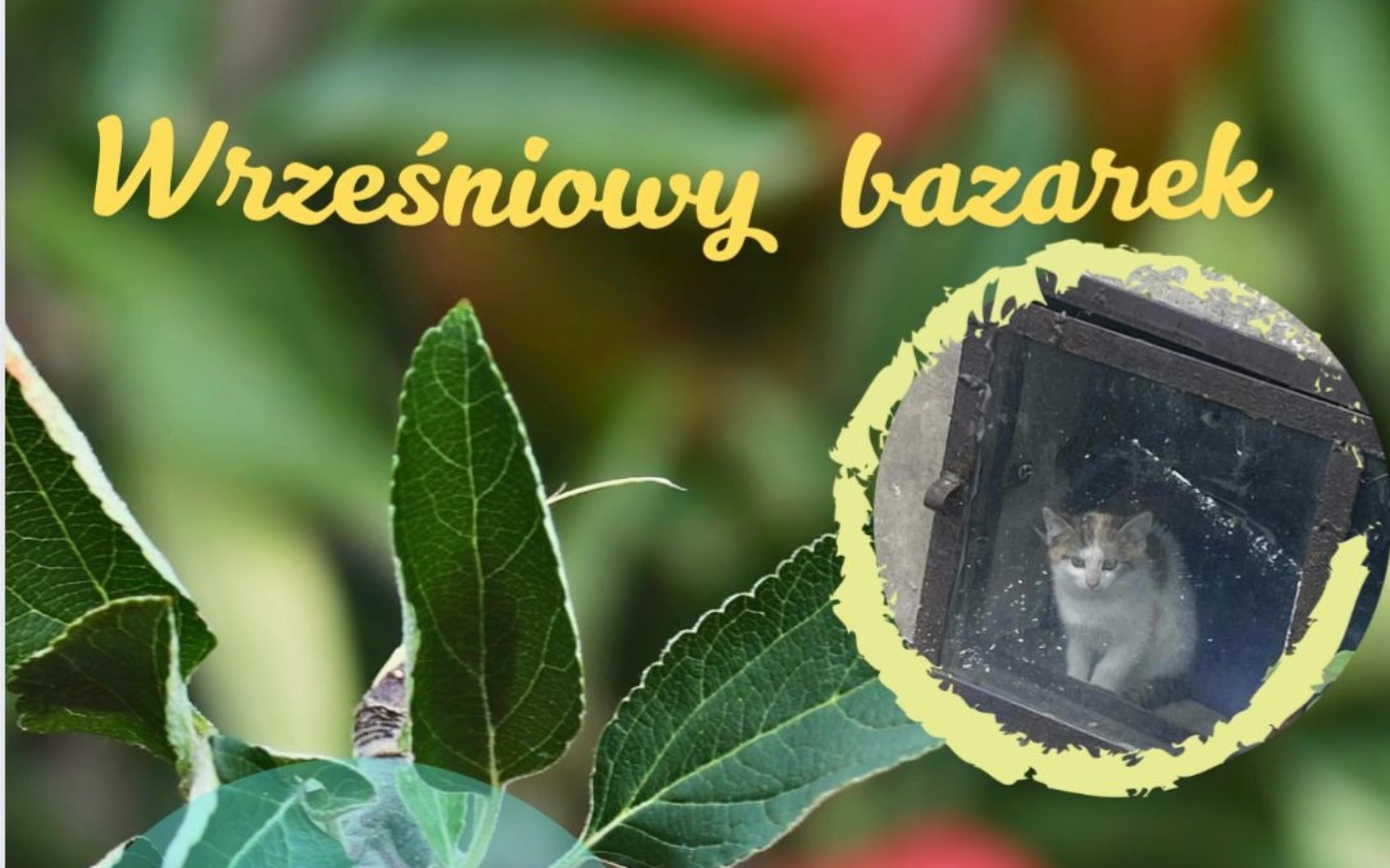 
        Plakat z kotem i napisem 'Wrześniowy bazarek'.
    