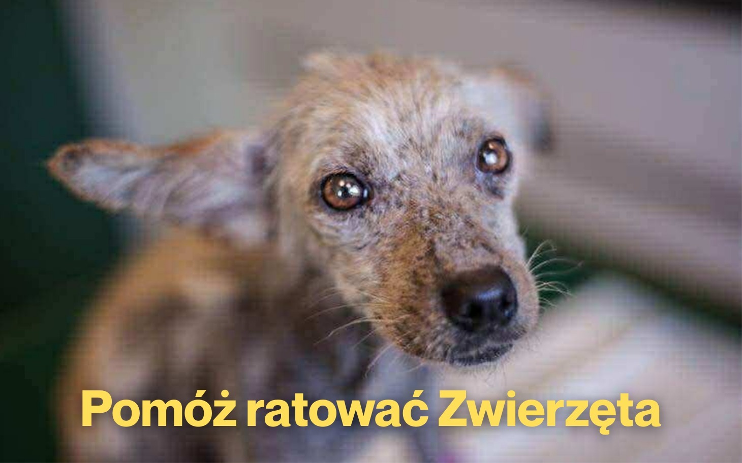 
        Piesek w potrzebie, czekający na pomoc i nowy dom.
    