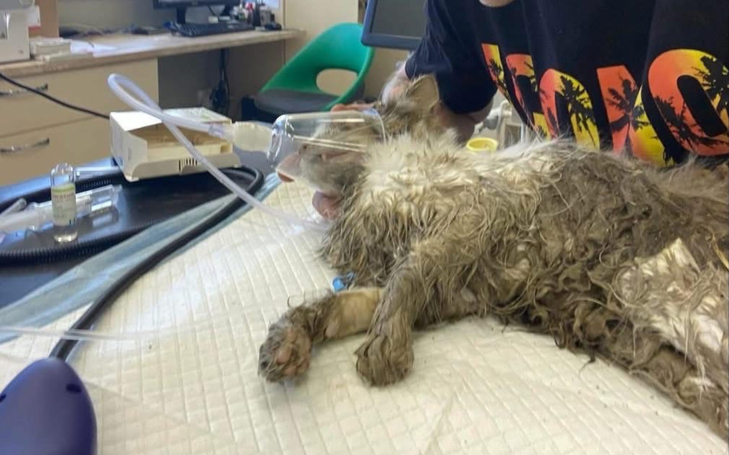 
        Zwierzę w szpitalu weterynaryjnym, otrzymujące tlen.
    