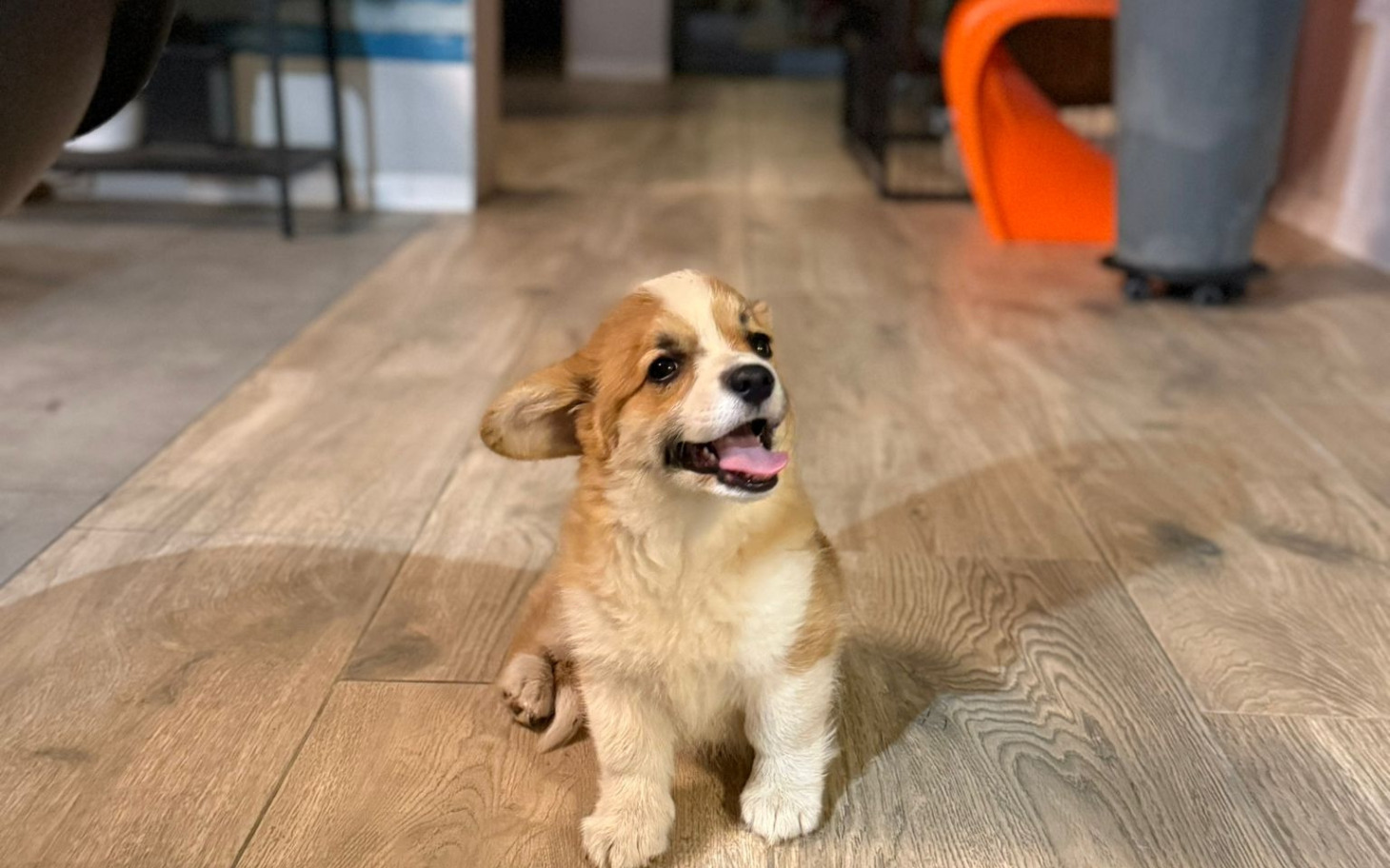 
        Mały szczeniak rasy corgi, siedzący na podłodze.
    