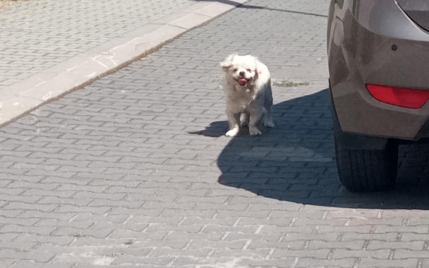 
        Mały piesek bawiący się na chodniku, z uśmiechem na twarzy.
    