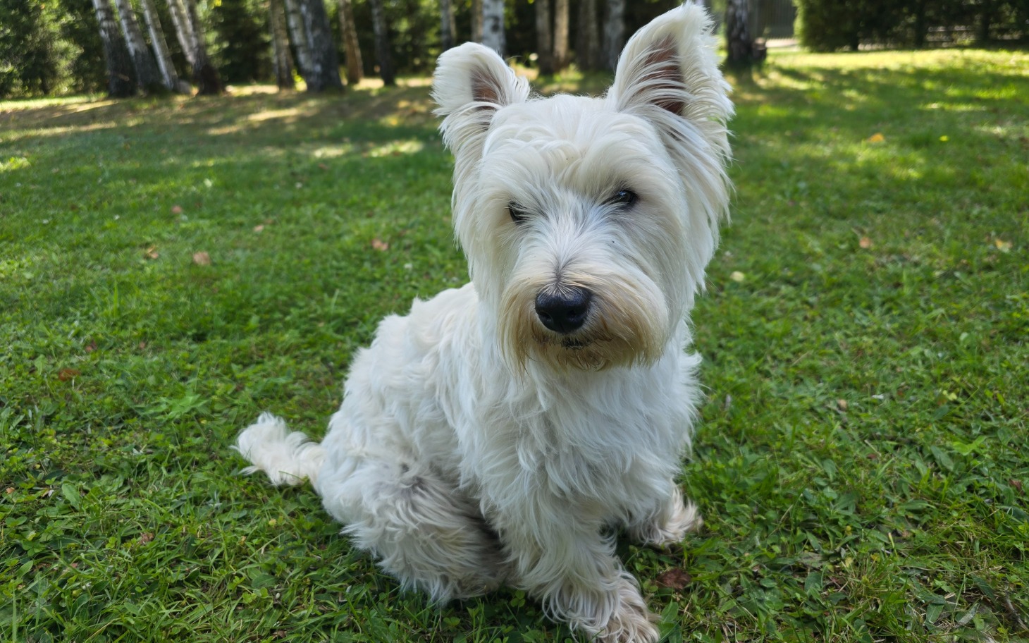 
        Biały terier na trawie, wygląda na szczęśliwego i zrelaksowanego.
    