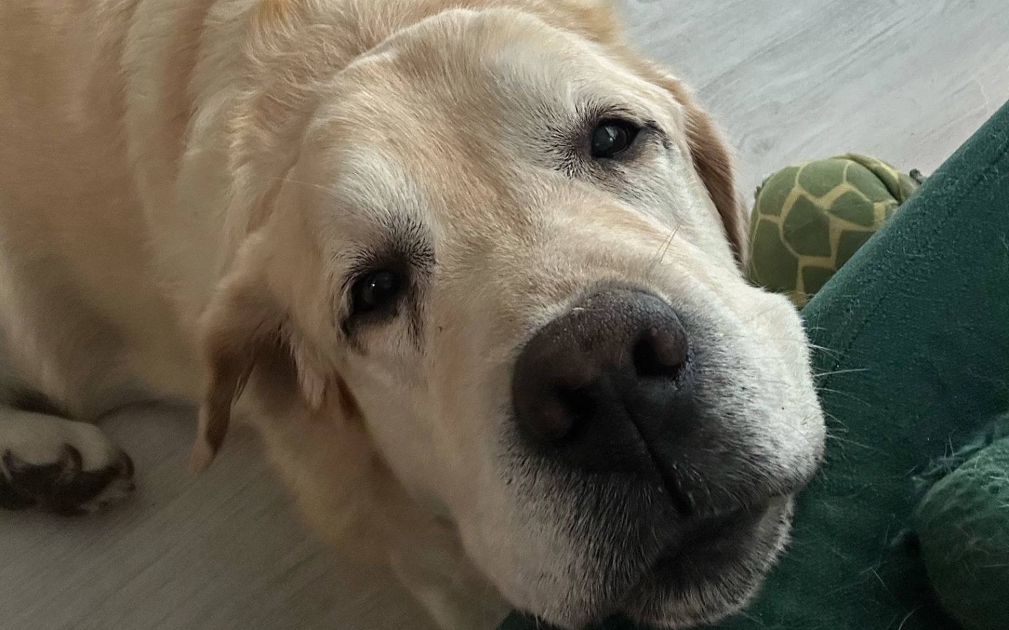 
        Labrador z wyrazem przyjaźni, patrzy prosto w obiektyw.
    