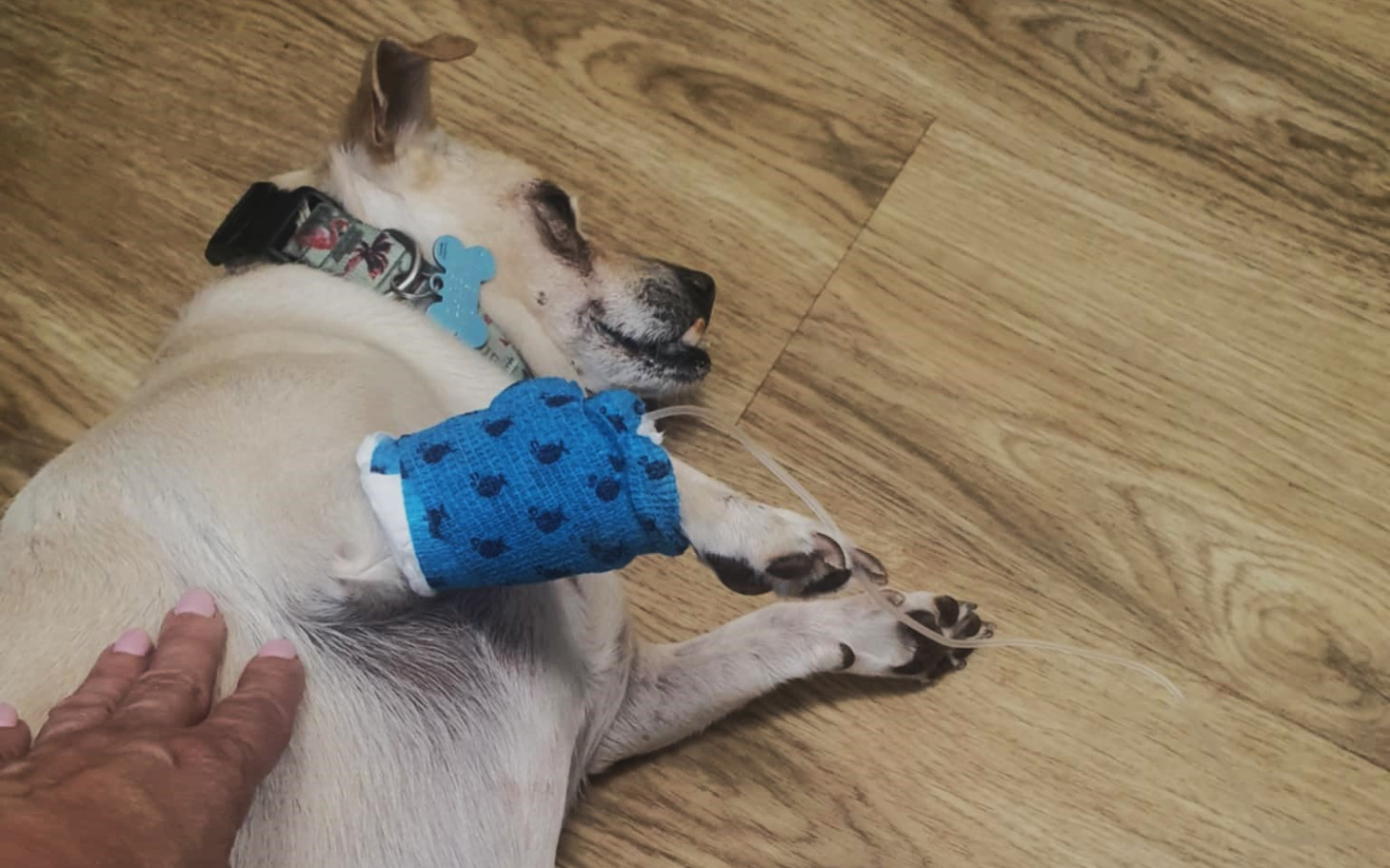 
        Pies z opatrunkiem na łapie, leżący na podłodze.
    